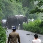 elephant.jpg